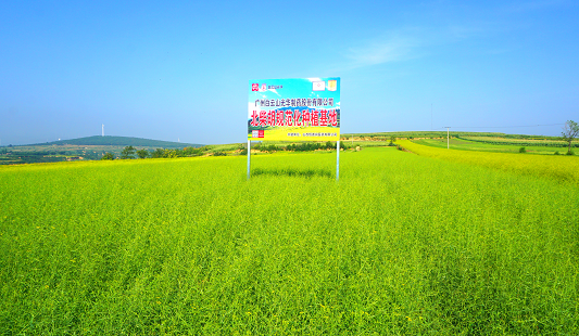 柴胡规范化莳植基地